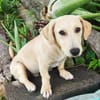 MIKO une pépite de chien créole