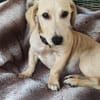 MIKO une pépite de chien créole
