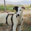 RENATA (Patas Jumilla)