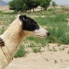 RENATA (Patas Jumilla)