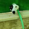 RENATA (Patas Jumilla)