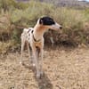 RENATA (Patas Jumilla)