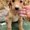 SABLE  (Martina)