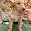 SABLE  (Martina)