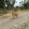 Bambi