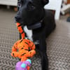Monty sucht sein Superfrauchen