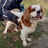 Zuhause gesucht für Muki