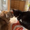 CARINIO * fröhlicher Bub m. eigenem Kopf