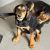 Zuckersüße 🐾💕Sky🐾💕 sucht ihr Zuhause