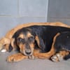 Zuckersüße 🐾💕Sky🐾💕 sucht ihr Zuhause