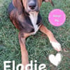 💕Elodie💕 sucht ihr großes Glück