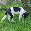 SISY - liebes Hundemädchen