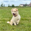 Madartej sucht Zuhause