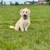 Madartej sucht Zuhause