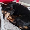Wer hat ein Herz für Ruby?