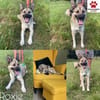 hübsche kleine Roxie sucht ihre Familie