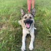 hübsche kleine Roxie sucht ihre Familie