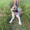 hübsche kleine Roxie sucht ihre Familie