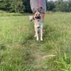 hübsche kleine Roxie sucht ihre Familie