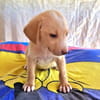 Ronny sucht ein Zuhause