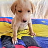 Ronny sucht ein Zuhause