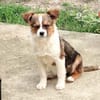 kleine feine Lora