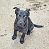 black beauty Farah