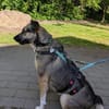 Allison - ein intelligentes Mädchen