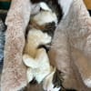 Titos aus dem Tierschutz
