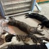 Titos aus dem Tierschutz