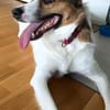Wer entdeckt Barney-wartet in PLZ 12683