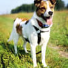 Wer entdeckt Barney-wartet in PLZ 12683