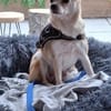Pufi 7 J. Kleine Chihuahua-Prinzessin