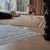 Pufi 7 J. Kleine Chihuahua-Prinzessin