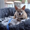 Pufi 7 J. Kleine Chihuahua-Prinzessin