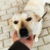 Rintintin su. Einzelplatz