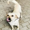 Rintintin su. Einzelplatz
