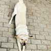 Rintintin su. Einzelplatz