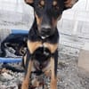 Komet liebt Abenteuer