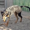 Komet liebt Abenteuer
