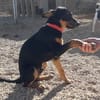 Komet liebt Abenteuer
