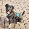 DRINGEND: Otis ist ein charmanter Kerl