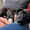 DRINGEND: Otis ist ein charmanter Kerl