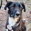 DRINGEND: Otis ist ein charmanter Kerl