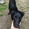 🐾🍀 Der süße Lukas sucht seine Menschen