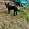 🐾🍀 Der süße Lukas sucht seine Menschen
