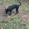 🐾🍀 Der süße Lukas sucht seine Menschen