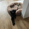 🐾🍀 Der süße Lukas sucht seine Menschen