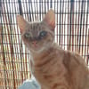 Browyn - tiefenentspannte Traumkatze