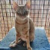Browyn - tiefenentspannte Traumkatze